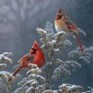 Meet your Posher, Tressa